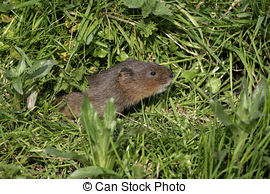 Stock Photo of Water vole, Arvicola terrestris, Kent, August 2009.