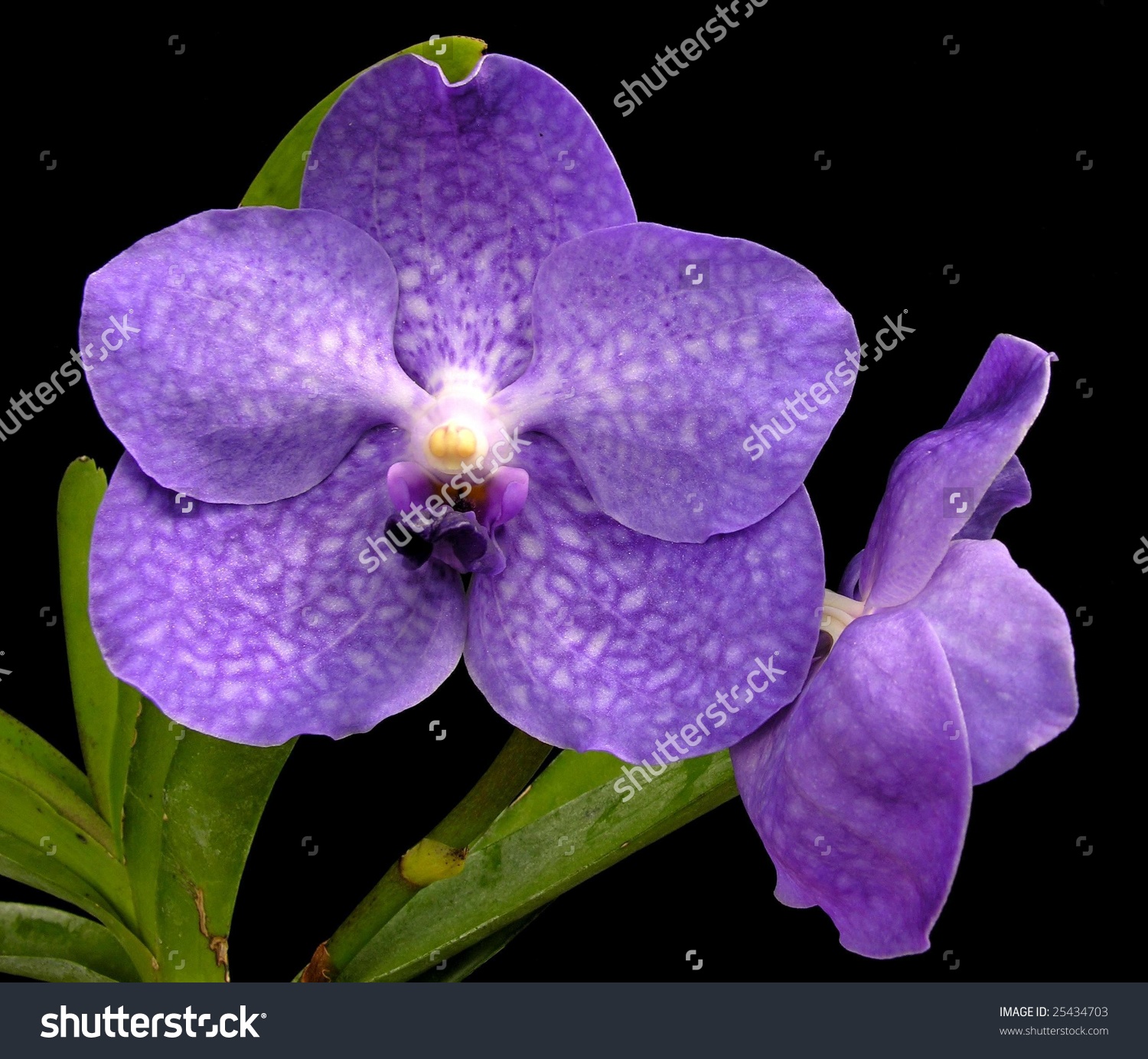 Vanda Orchid.