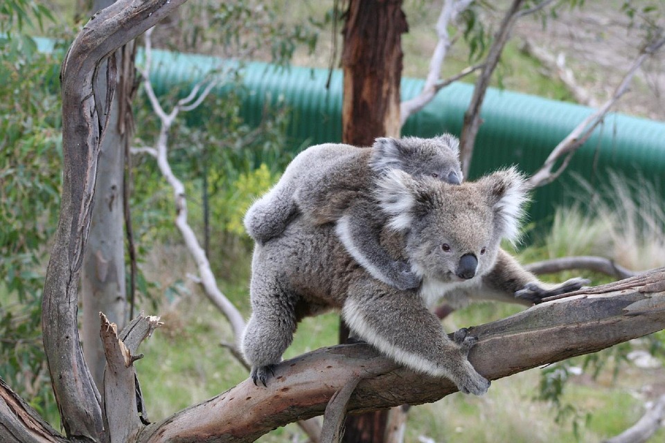 Free photo Tree Young Mother Sitting Bears Joey Koala.