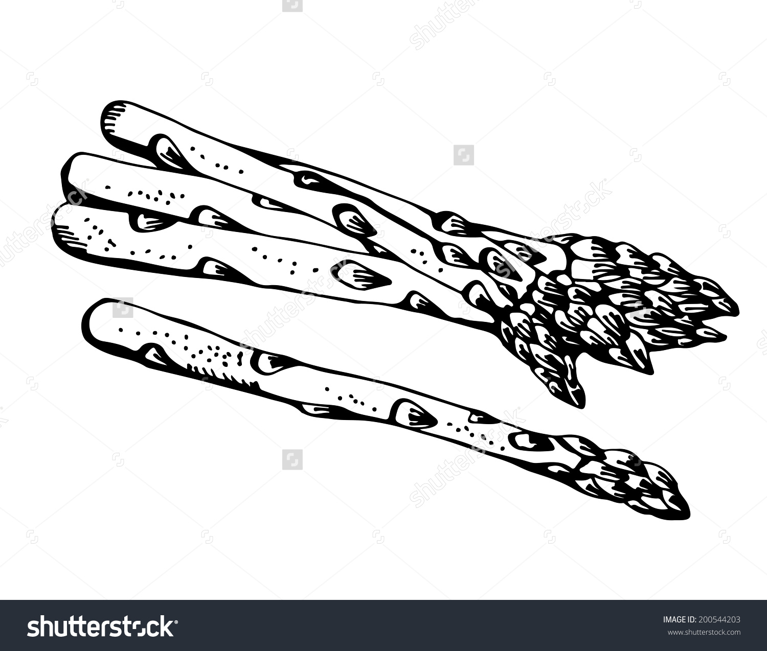 Asparagus Cartoon Vector Isolated On White Stock Vector 200544203.