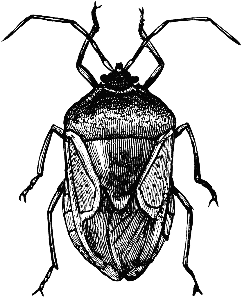 Bug Clipart.