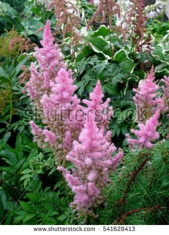 Astilbe Stock Photos, Royalty.