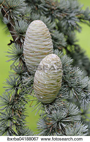 Picture of Blue Atlas cedar (Cedrus atlantica cv. glauca), needles.