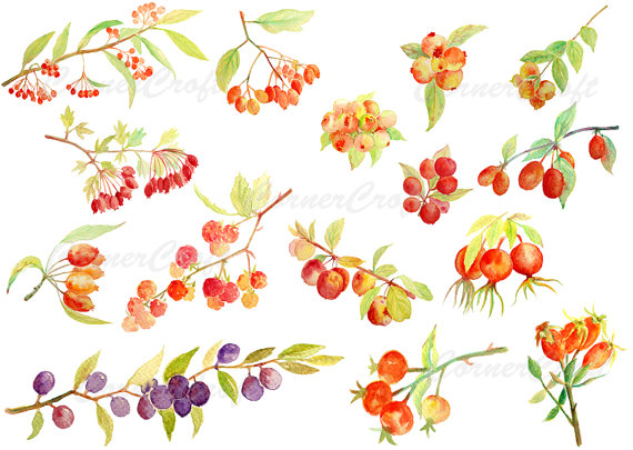 Fall berries clipart.