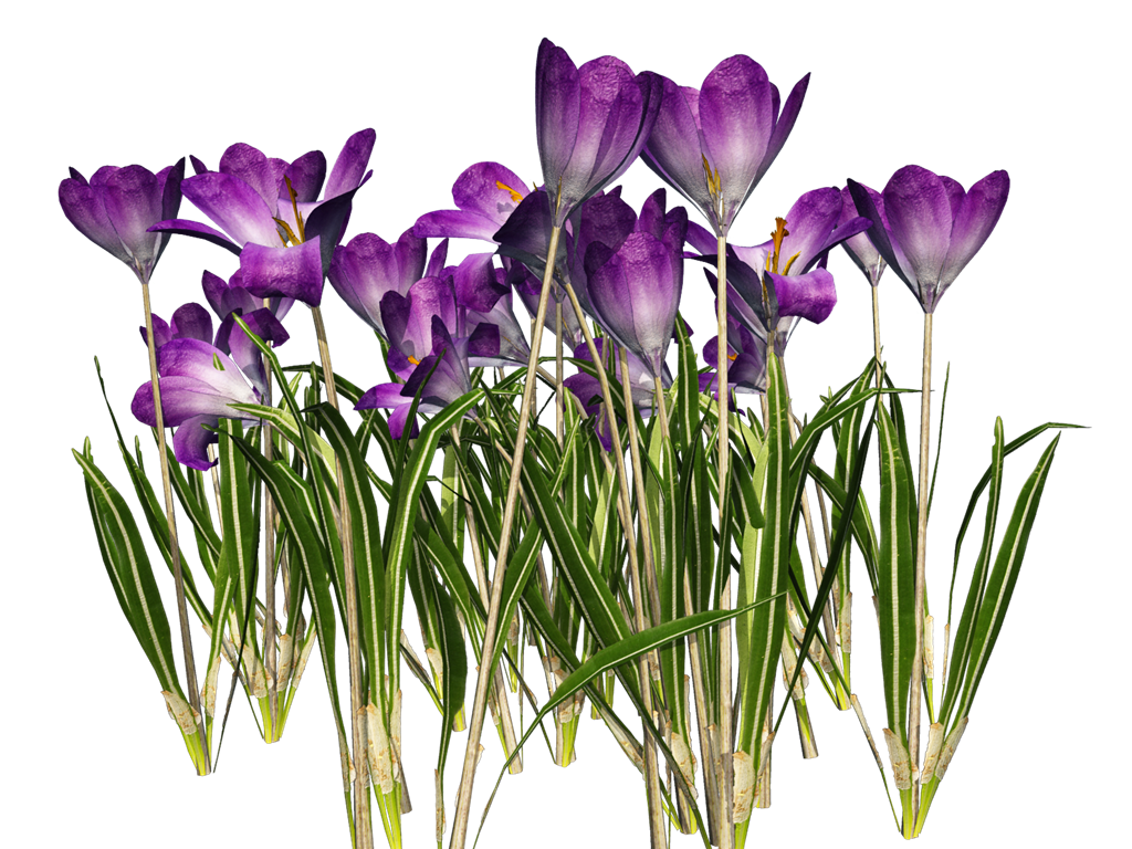 Crocus Clipart.