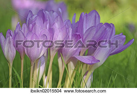 Stock Photo of "Autumn Crocus, Meadow Saffron or Naked Lady.