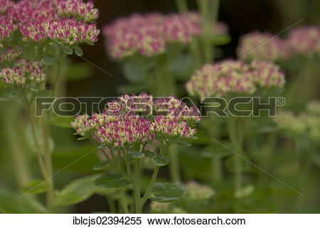 Stock Image of "Showy Stonecrop (Sedum spectabile, Hylotelephium.