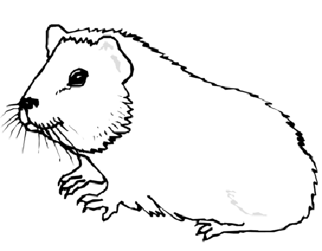 Guinea Pig Free Clipart.