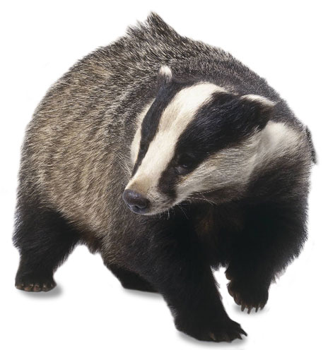 Badger Clip Art.