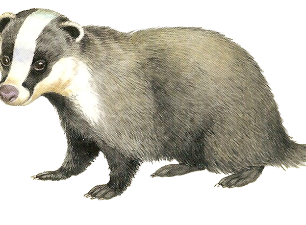 Download Free png Badger PNG, Download PNG image with transparent.