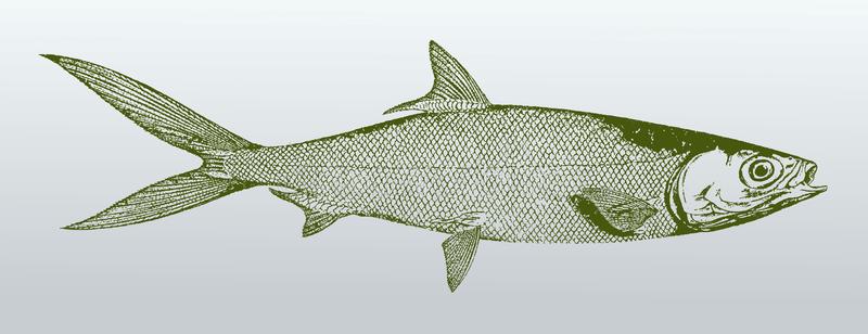 Milkfish Bangus Stock Illustrations.