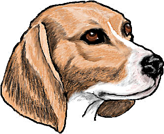 Beagle head clipart.