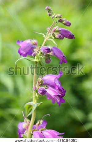 Beard Tongue Flower Stock Photos, Royalty.