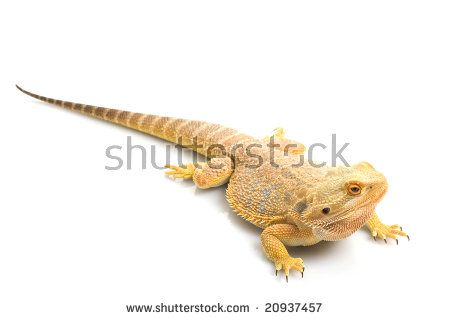 Close Skin Texture Bearded Dragon Pogona Stock Photo 20937463.