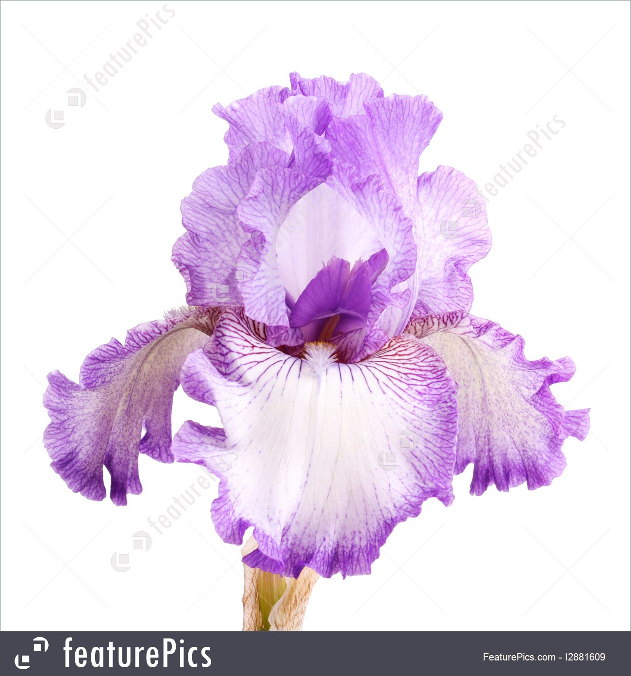 iris flower clip art #76.