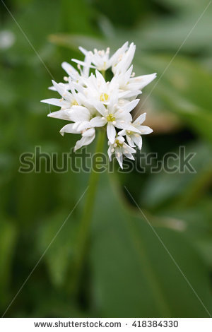 Ursinum Stock Photos, Royalty.