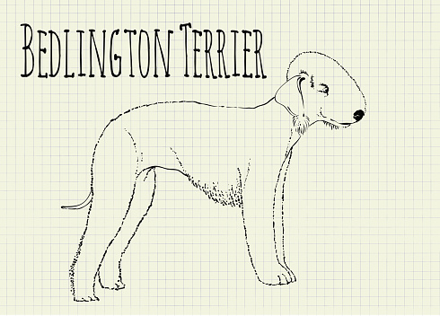 Bedlington Terrier Clip Art, Vector Images & Illustrations.