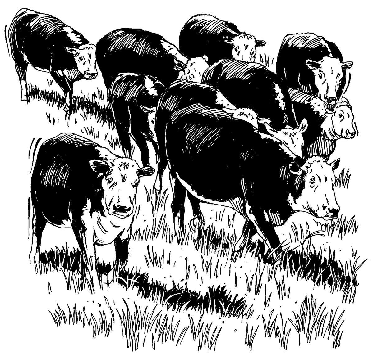 Herd Clipart.