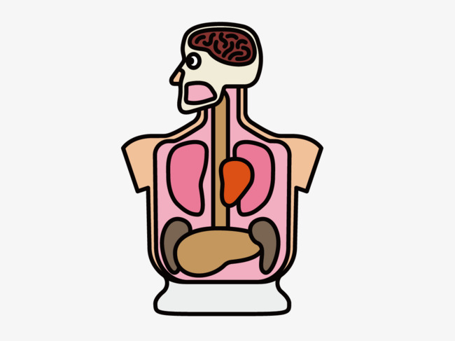 Free Human Anatomy Clipart at GetDrawings.com.