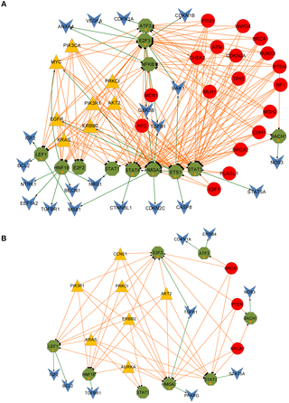 Distinct and Competitive Regulatory Patterns of Tumor Suppressor.