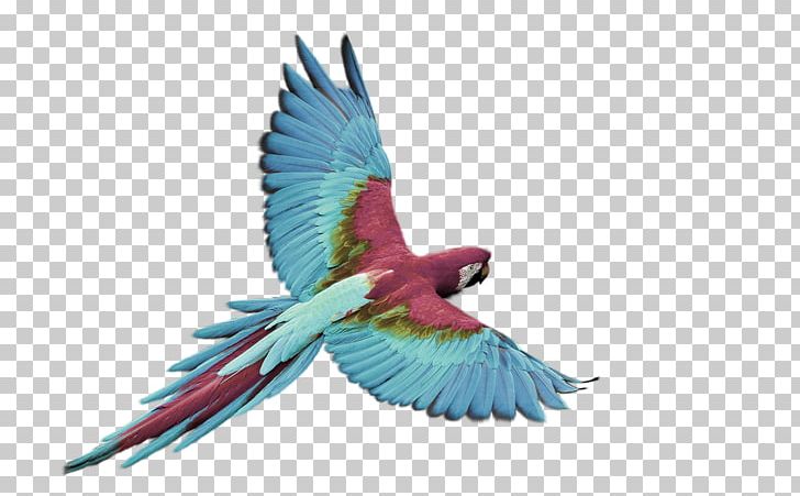 Bird Flight Parrot Macaw White PNG, Clipart, Aida Cloth.