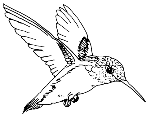 Free Hummingbird Clipart Black And White, Download Free Clip.