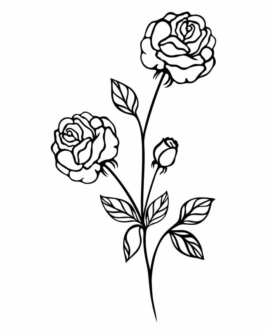 Drawing, Rose, Line Art, Flower, Flora Png Image With.