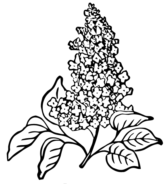 Free Vector Art: Lilac.