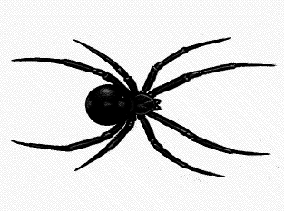 Cartoon Pictures Of Spiders.