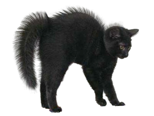 Download Black Cat PNG Image For Designing Projects.