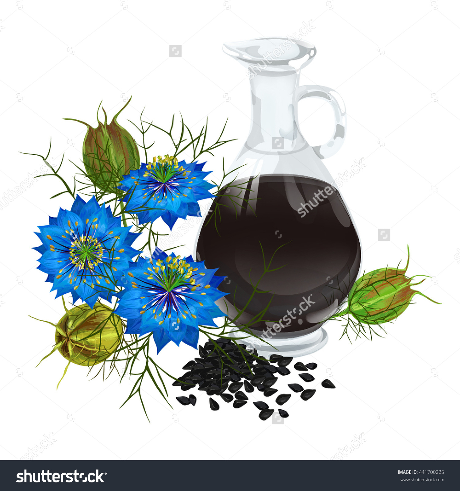 Nigella Sativa Blatsk Cumin Nigella Black Stock Vector 441700225.