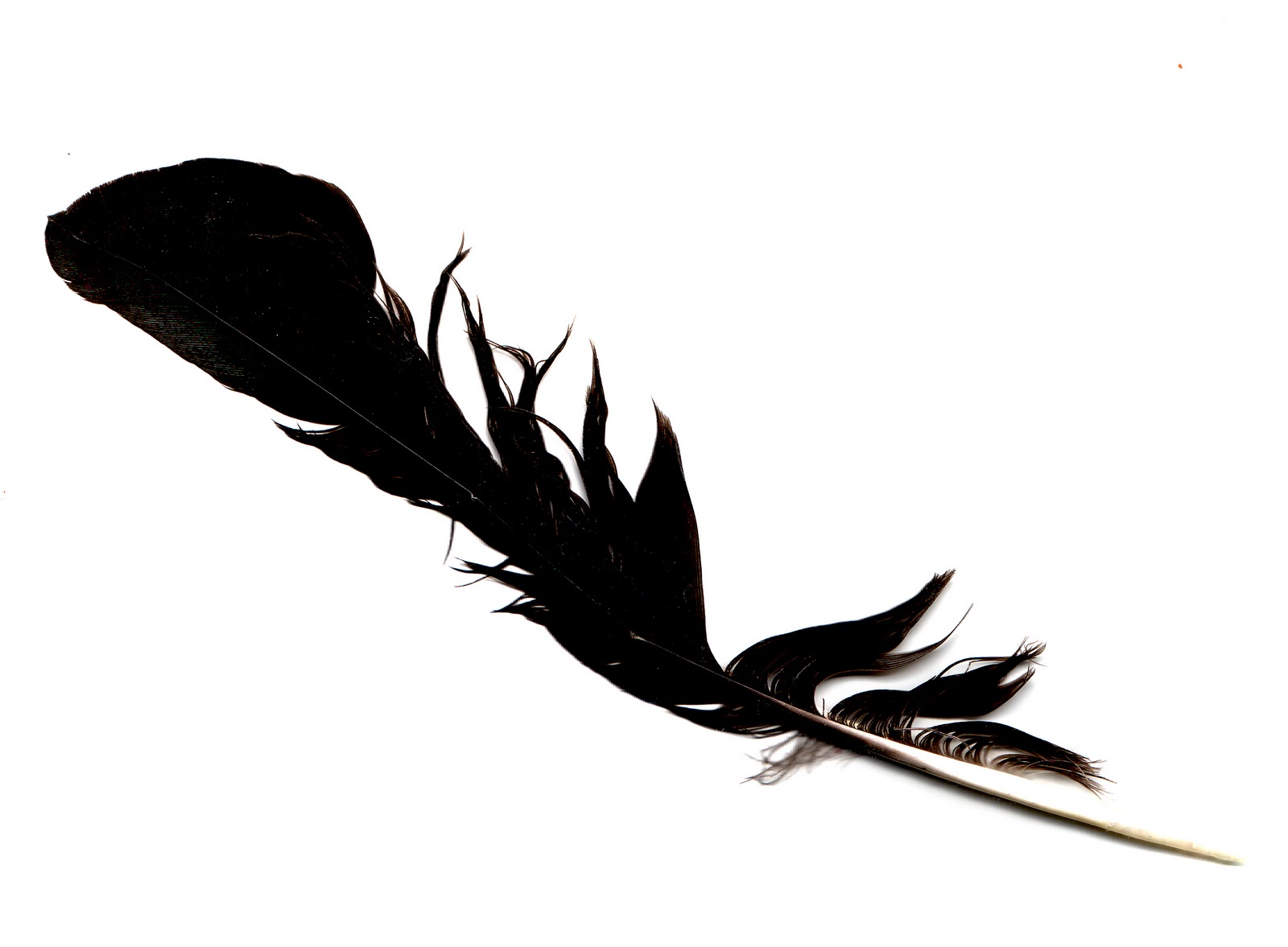 Black Feathers Png (110+ images in Collection) Page 3.