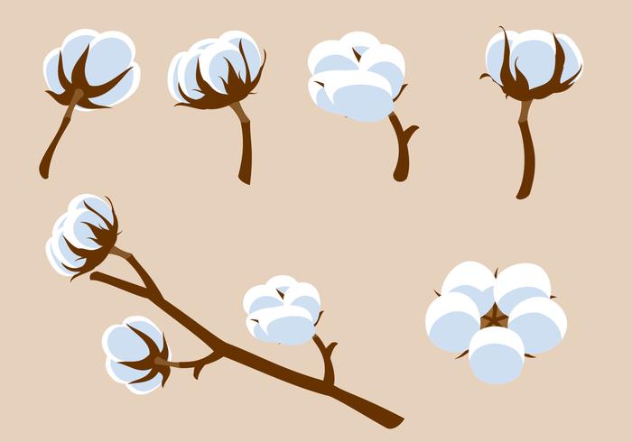 Cotton Flower Free Vector.