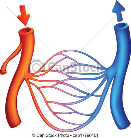 Blood flow clipart.