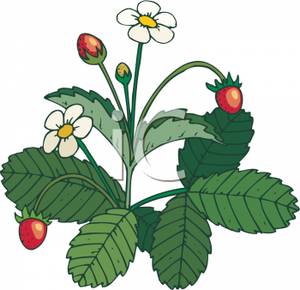 A_Blooming_Strawberry_Plant_Royalty_Free_Clipart_Picture_091012.