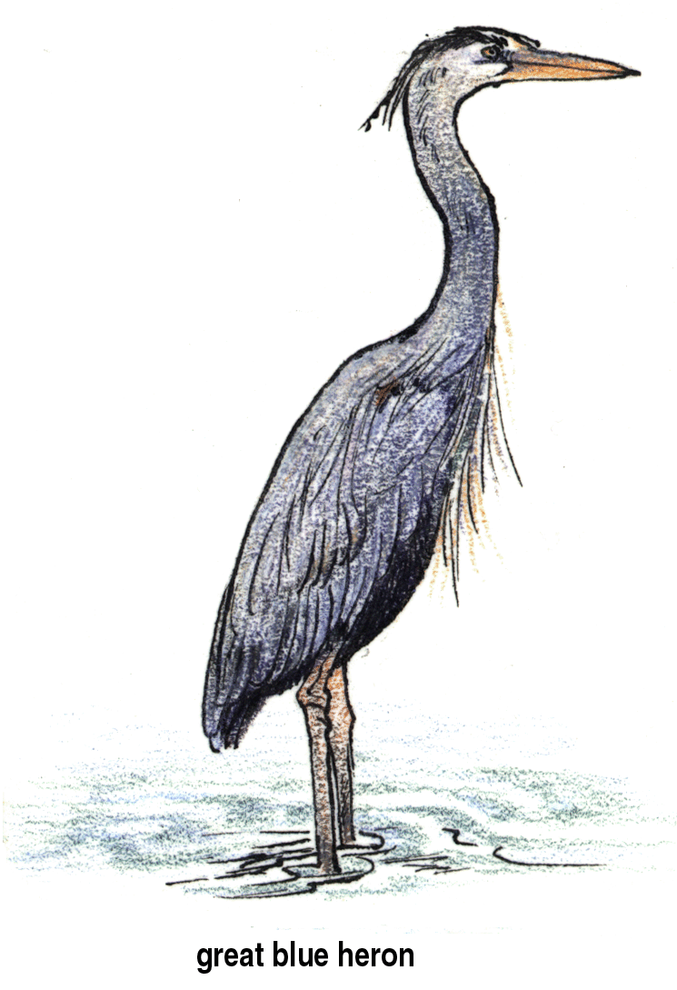 Blue heron clipart.