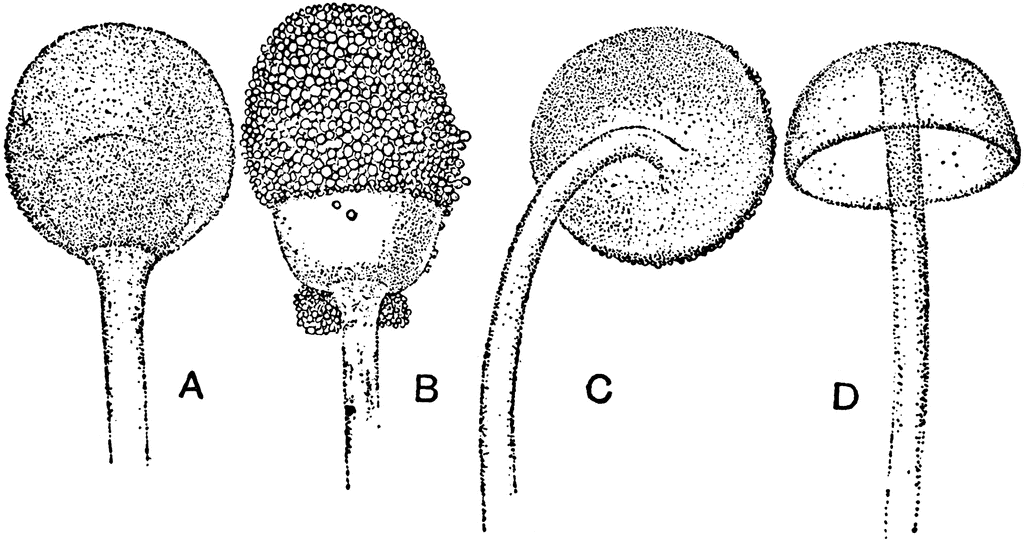 Bread Mold Clipart.