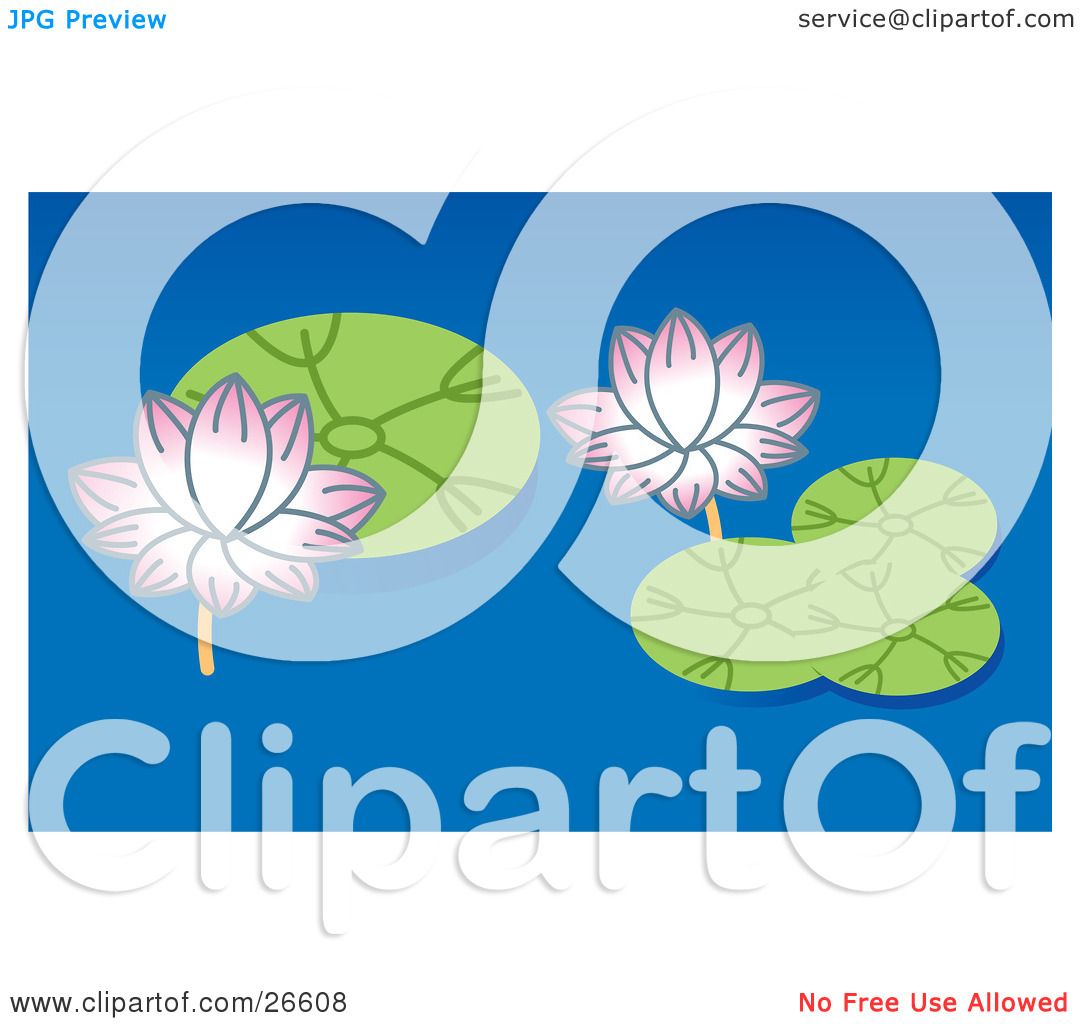 Clipart Illustration of Two Pink Lotus Flowers And Green Lilypads.