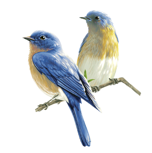 Eastern Bluebird PNG Images.