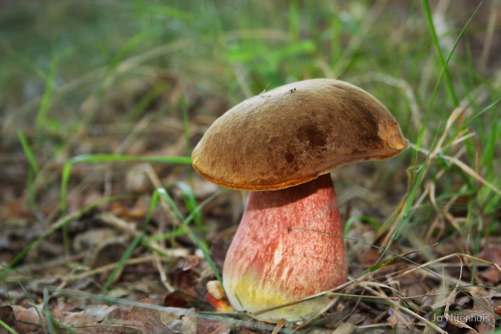 Boletus erythropus" by Jo Nijenhuis.