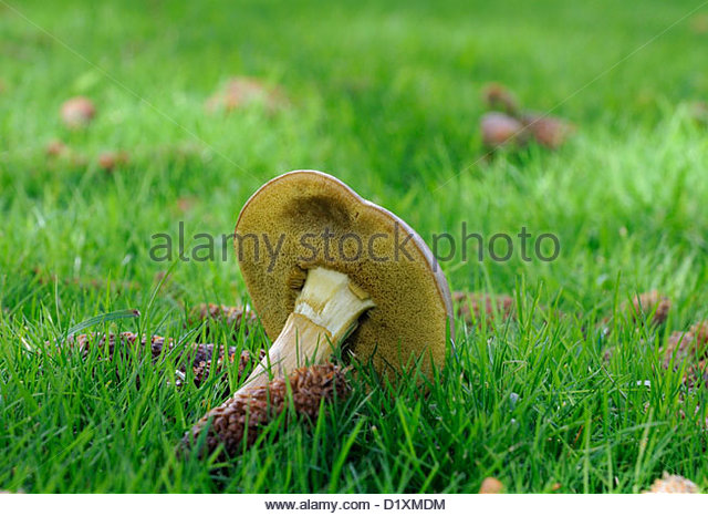 Mushroom Pores Stock Photos & Mushroom Pores Stock Images.