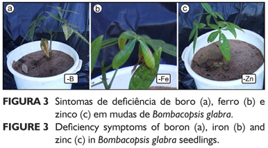 Visual diagnosis of deficiency of nutrients in Bombacopsis glabra.