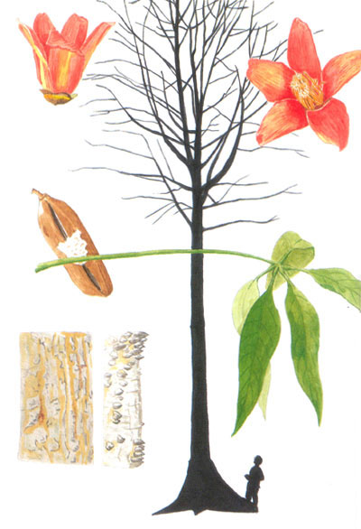 TREES COMMONLY CULTIVATED IN SOUTHEAST ASIA.