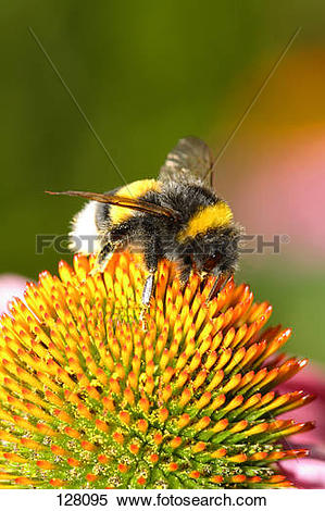 Stock Image of small garden bumble bee / Bombus hortorum 128095.