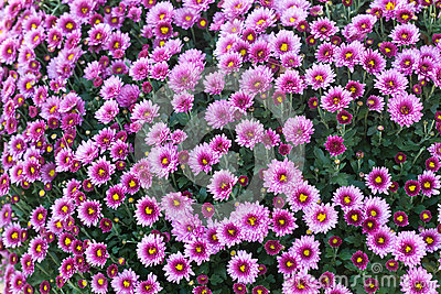 Pink Marguerite Flowers Royalty Free Stock Images.