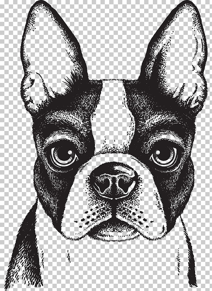 Boston Terrier French Bulldog Puppy, Painted dog, Boston.