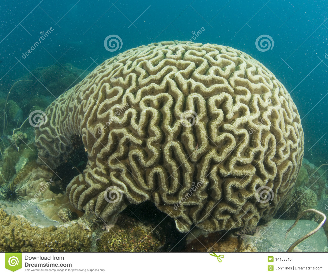 Brain Coral Royalty Free Stock Photo.