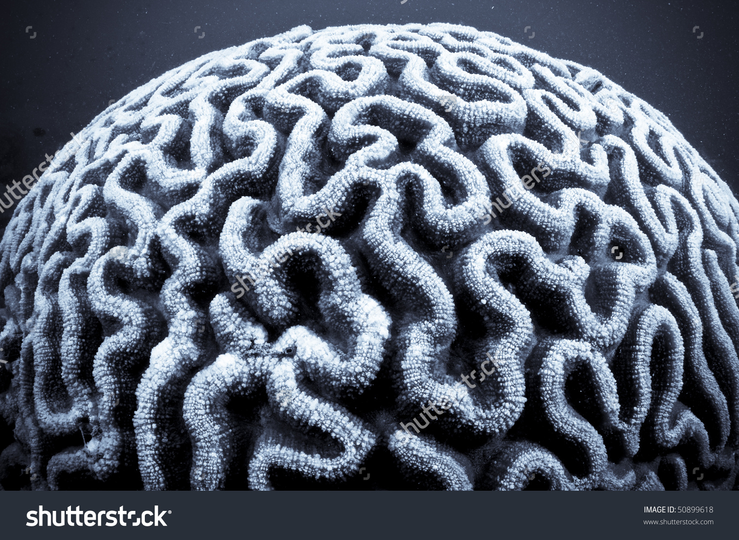 Brain Coral Black White Stock Photo 50899618.