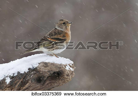 Stock Photograph of "Brambling (Fringilla montifringilla) perched.