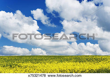 Pictures of Germany, Bavaria, Freising, Giggenhausen, rape field.